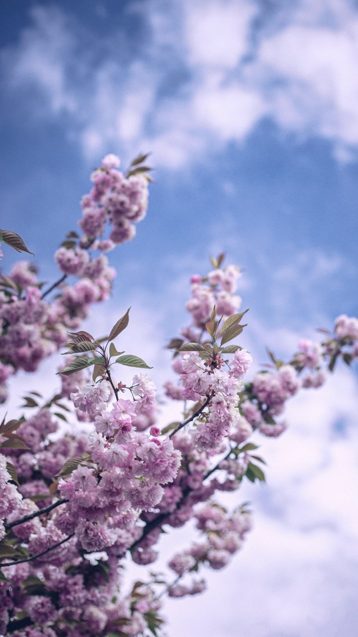 Pink , green , white , blue...