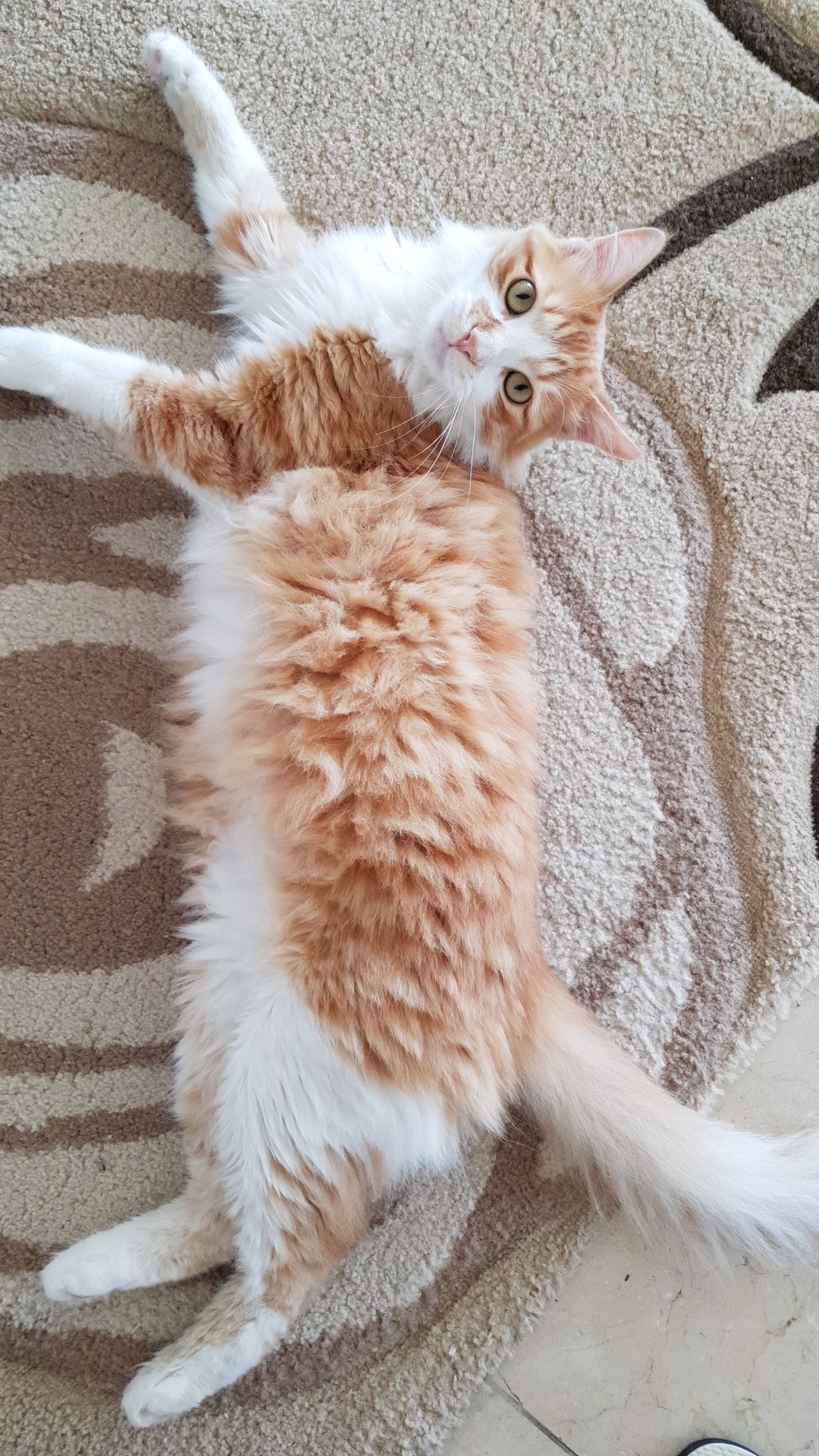my cat Mimi
