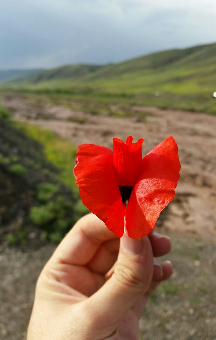 flower