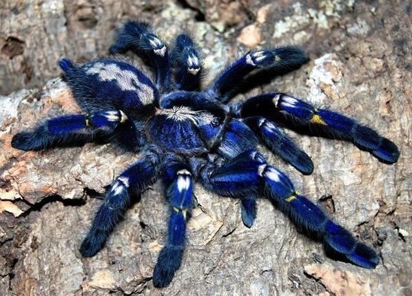 Blue spider