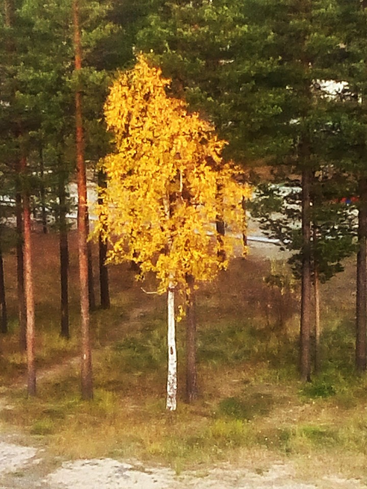 autumn