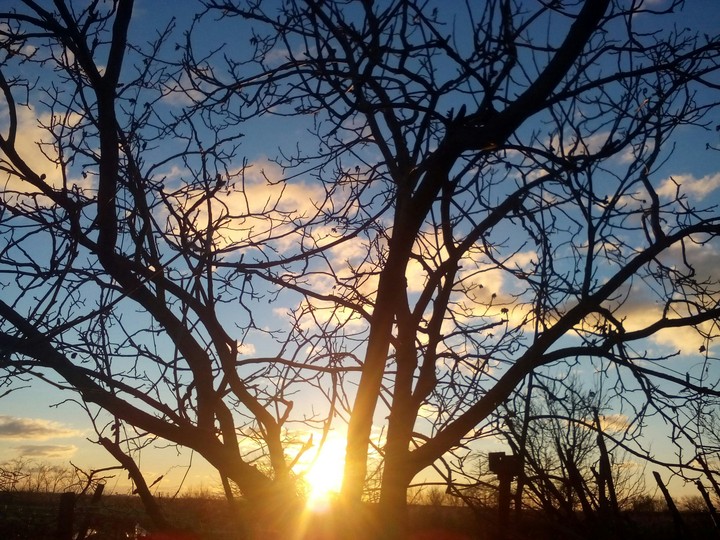 Tree and sunset