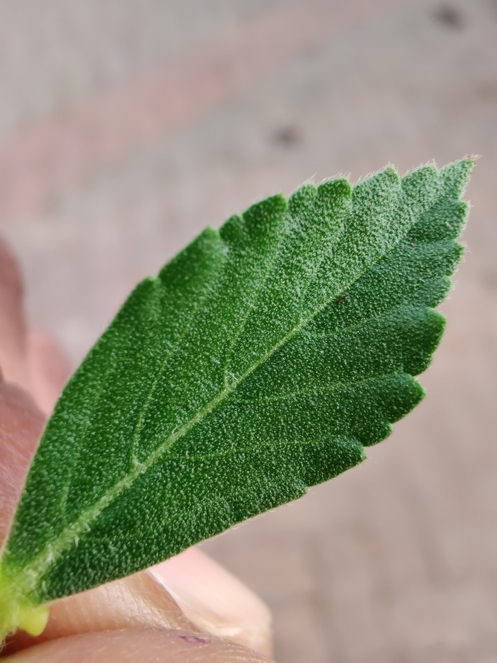 macro shoot