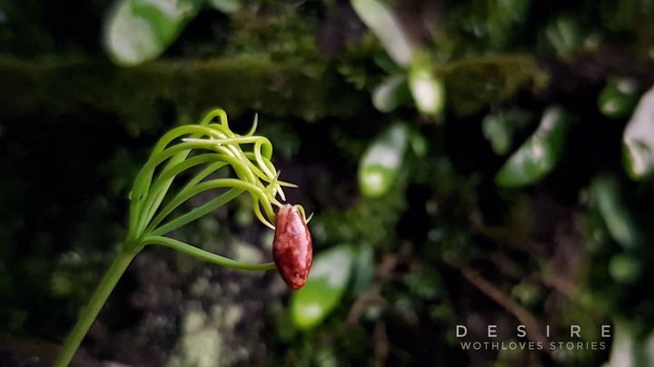desire