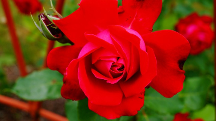 Red Rose