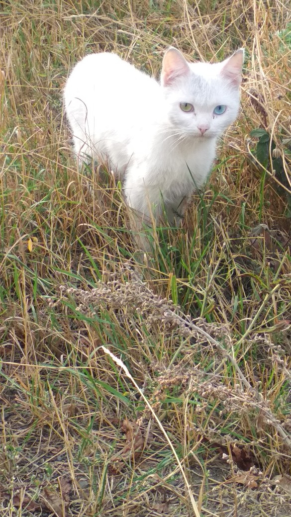 cat
