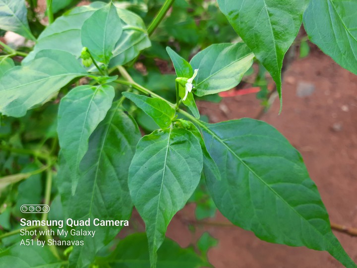 leaves