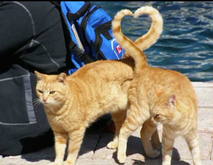 Amor gatuno