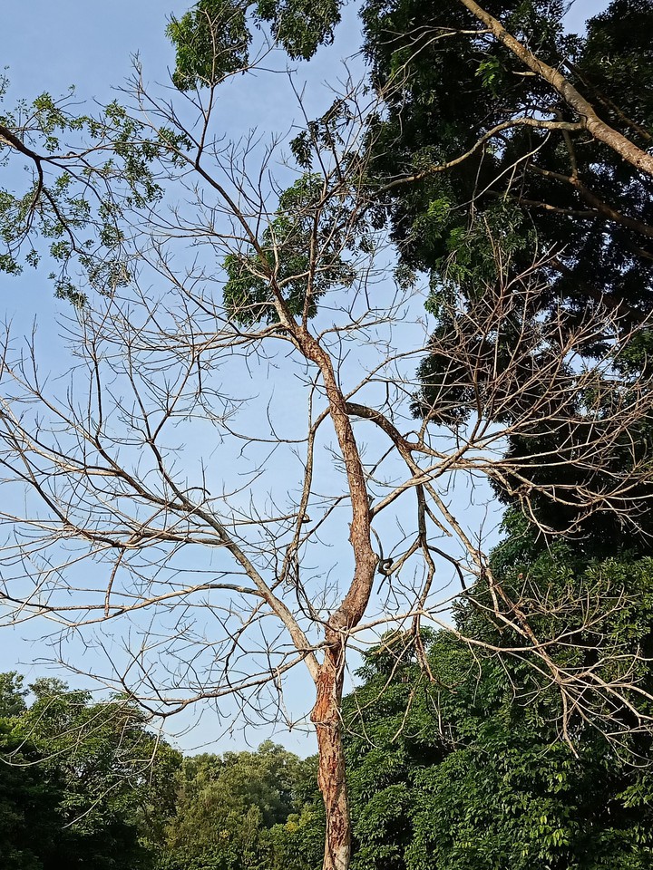 beauty of dead tree