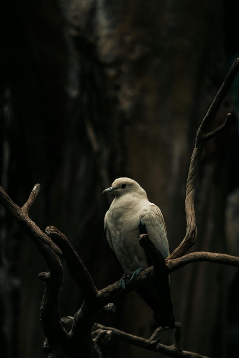 обои wildlife, beak