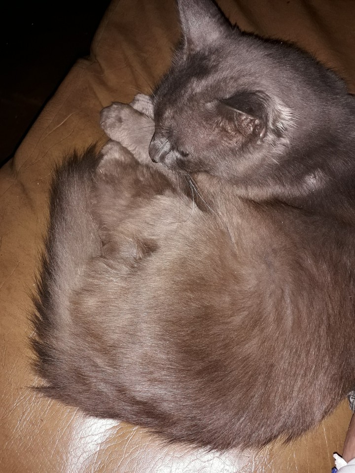 muito cat friends