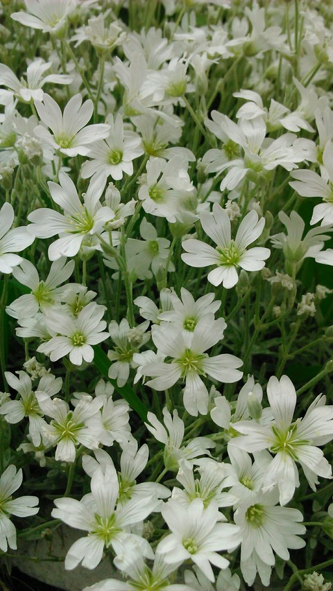 #white flowers