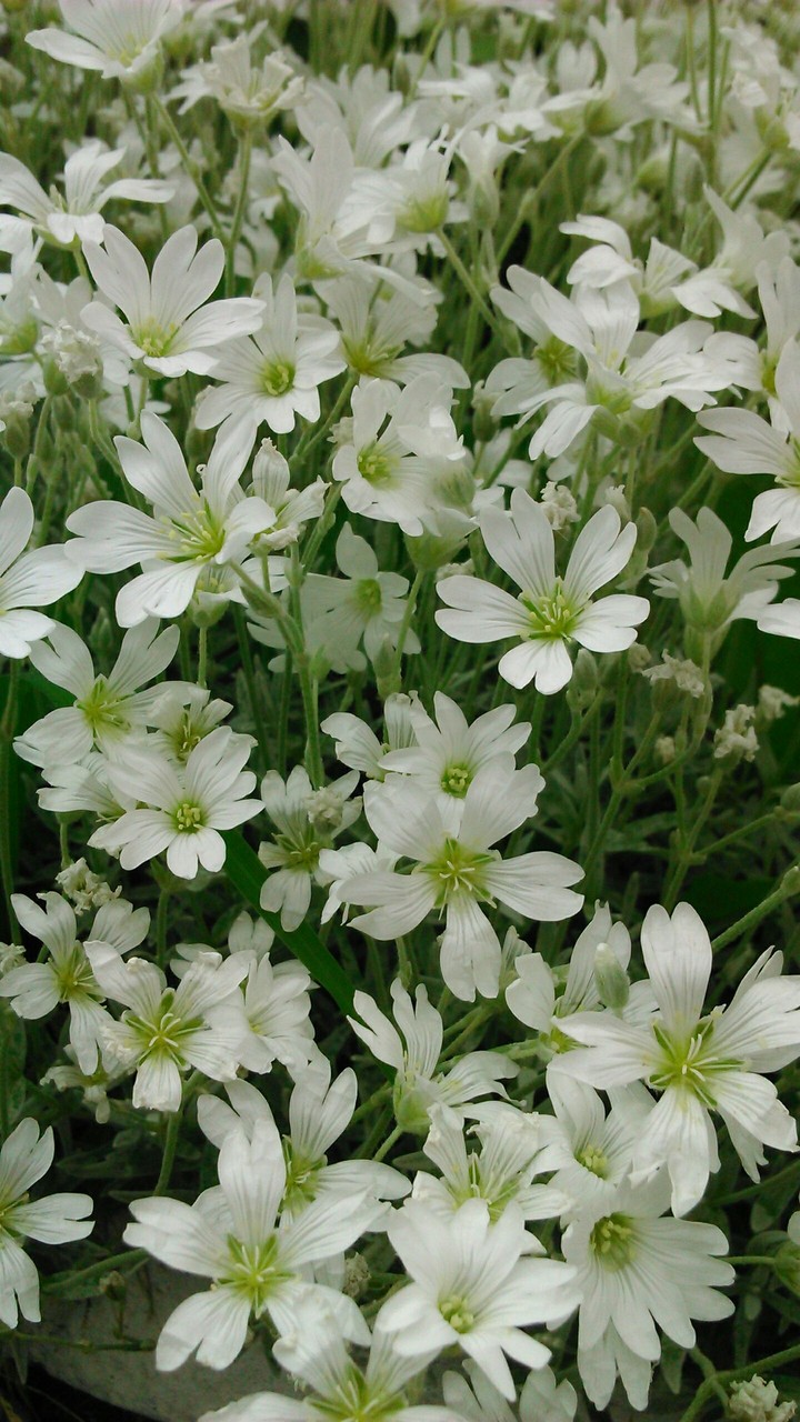 #white flowers