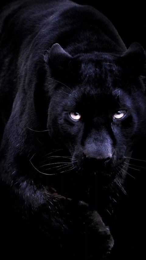 felidae, fur壁纸