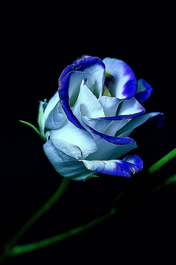 Rose bleue !!!!