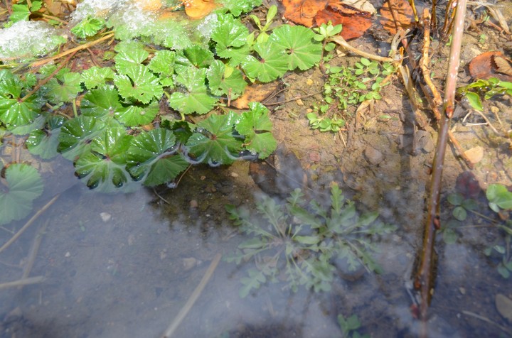 leaf