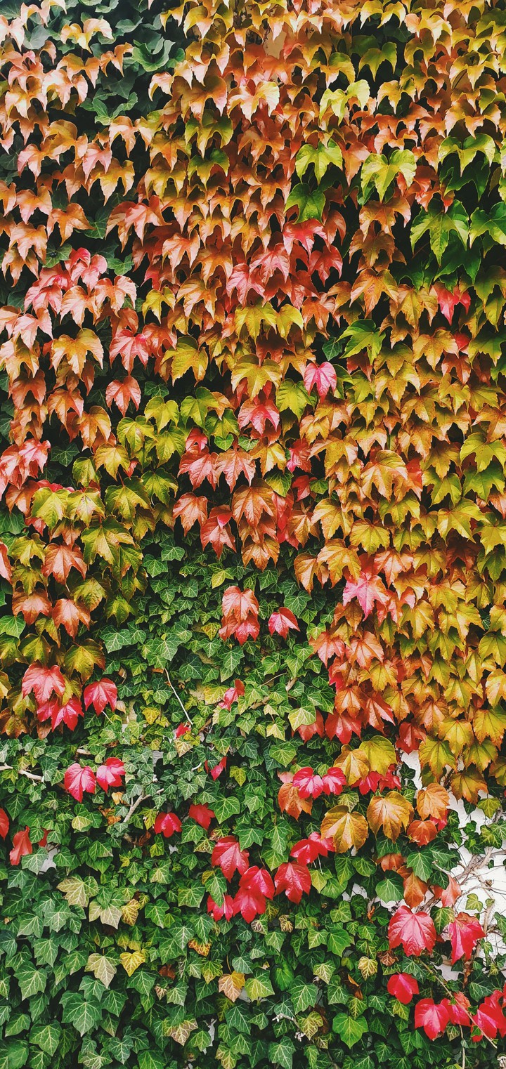 Fall