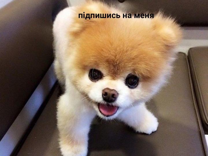 개❤