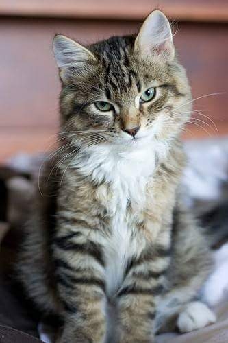 micio