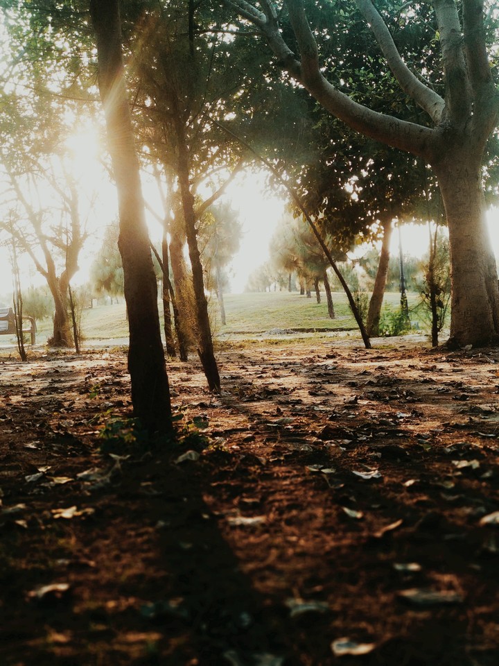filtered sunlight