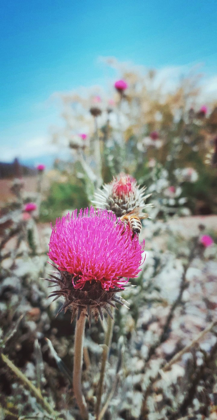Flower