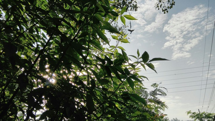 Good Morning