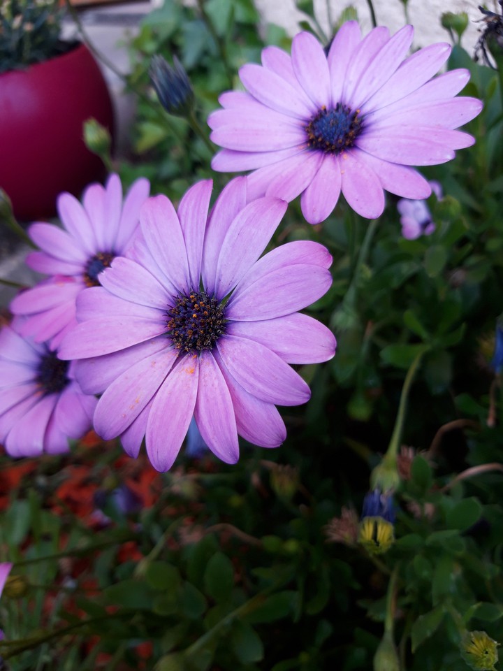 Purple Flowers