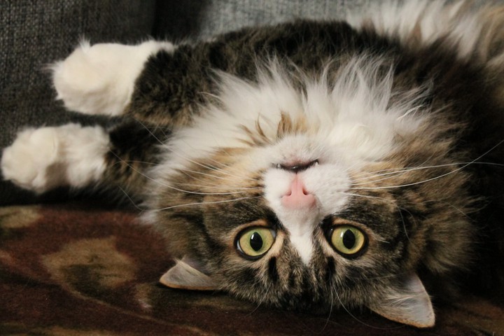 cat