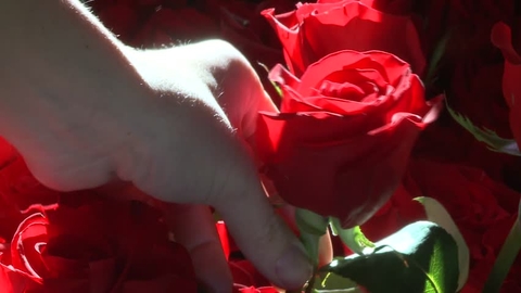 red, flower वॉलपेपर