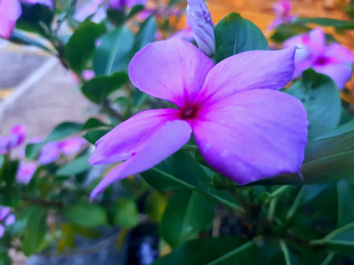 Flor morada
