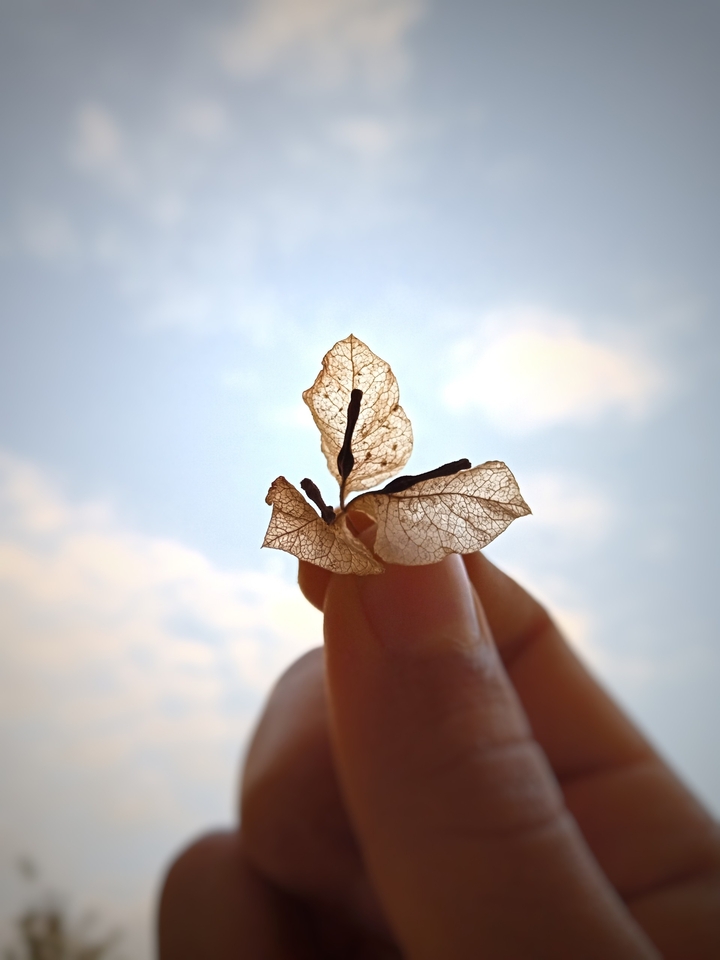 leafe