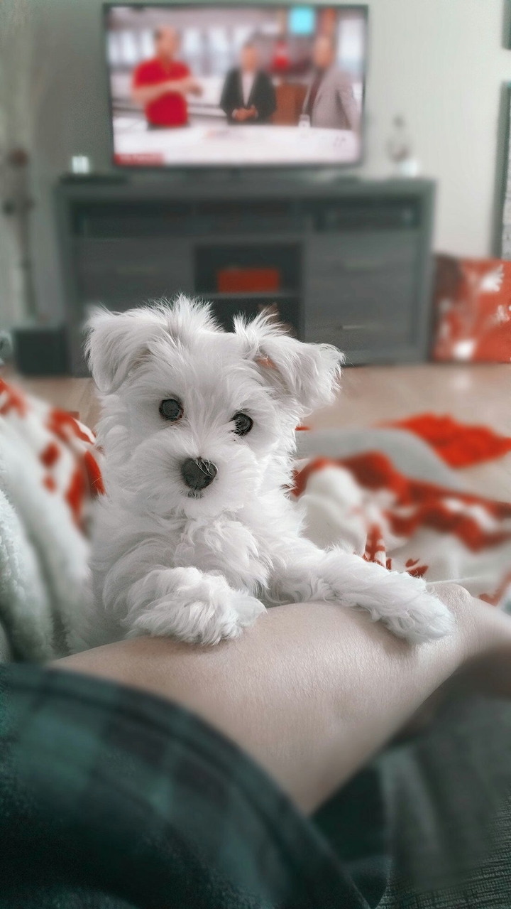 ted