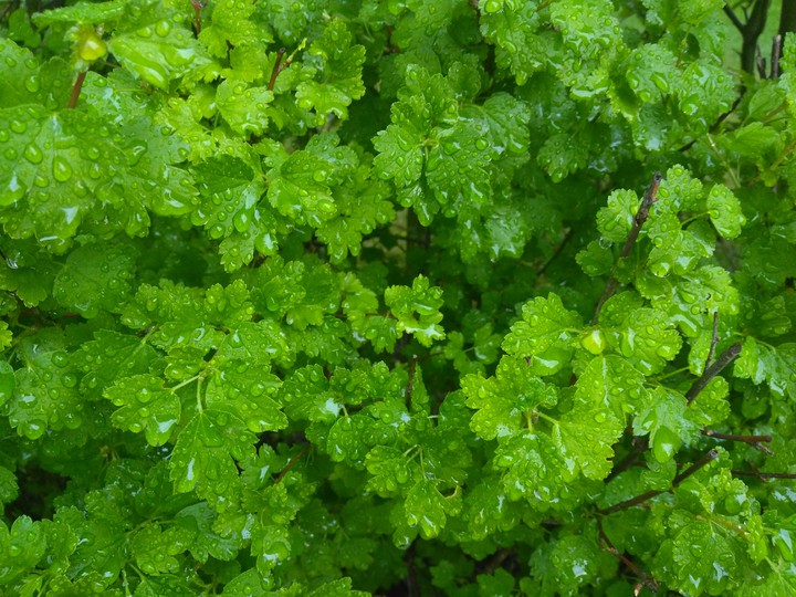 green and rain