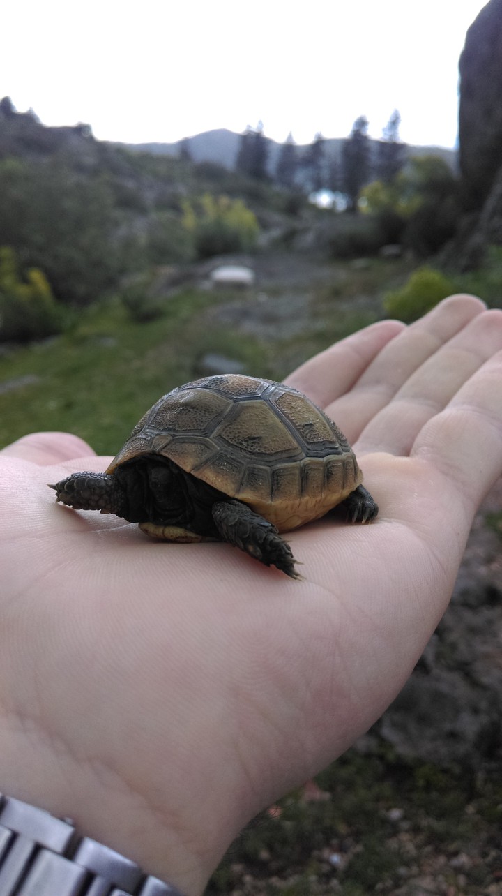 Caretta