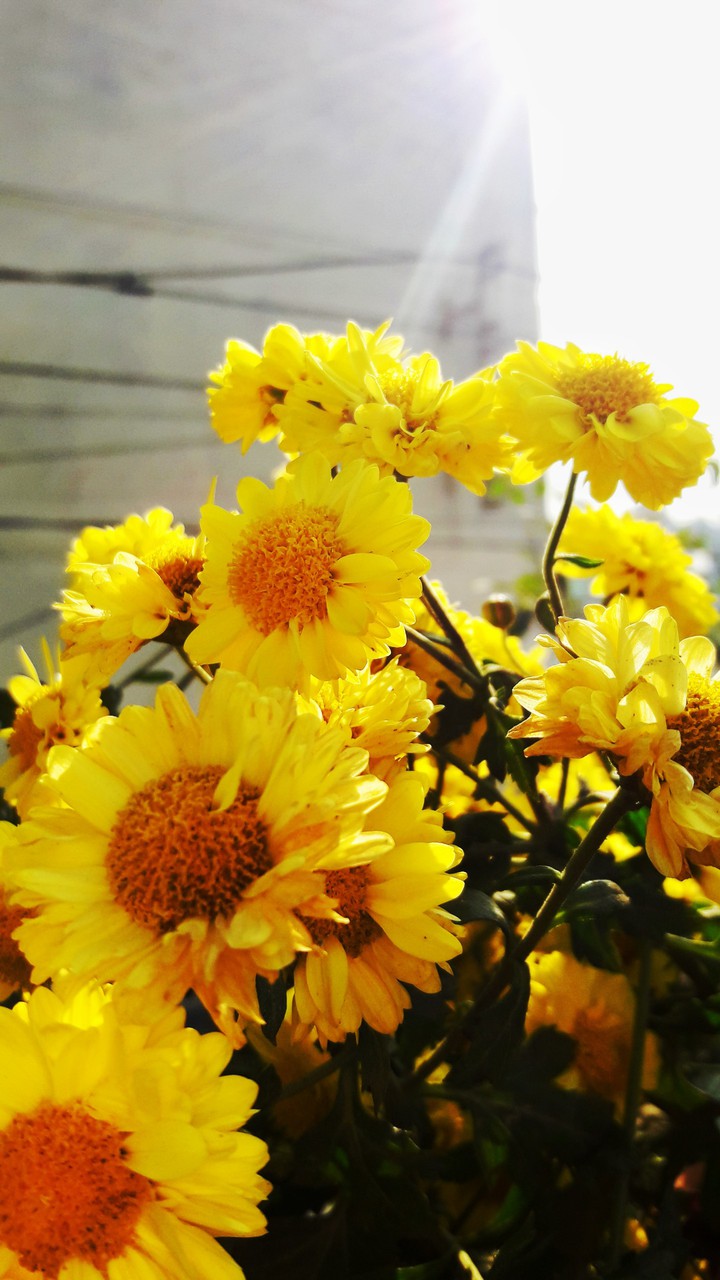 flowers lover