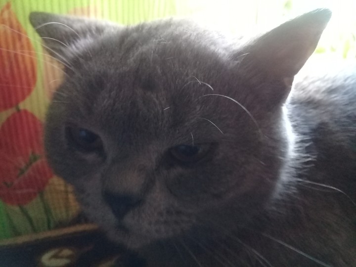 кот
