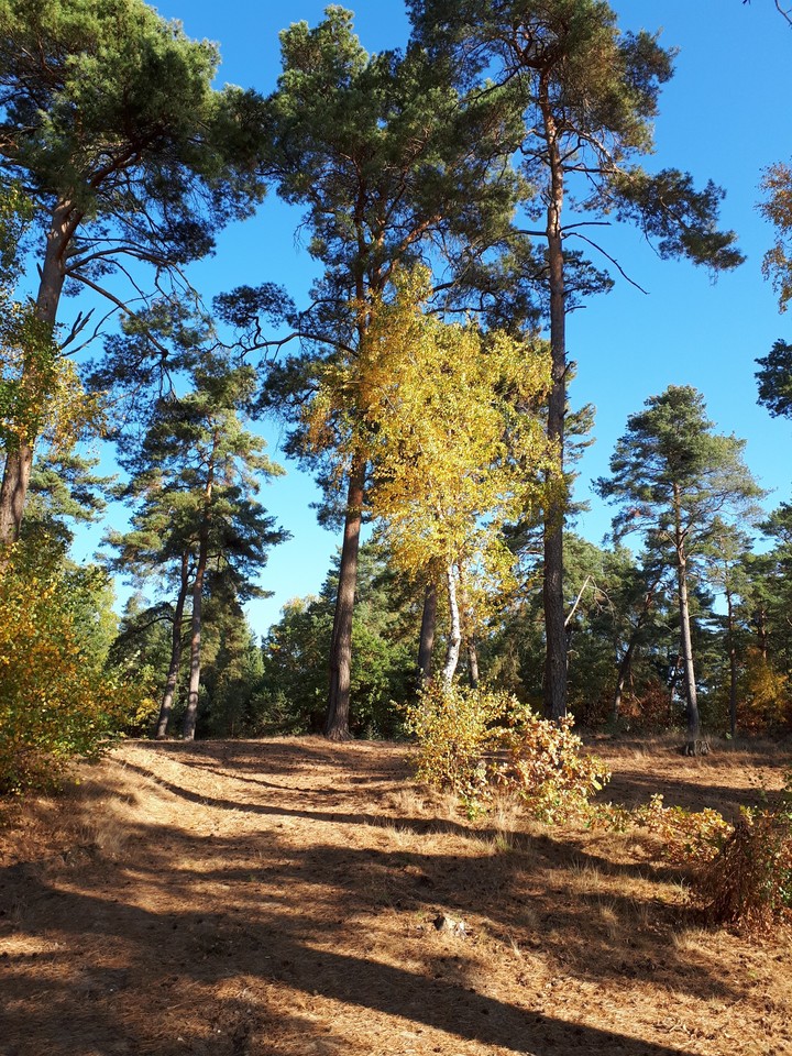 autumn