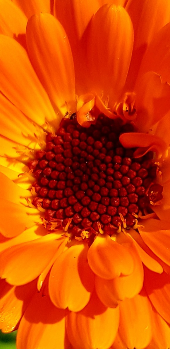 Ringelblume
