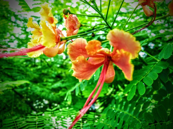 again for Flower