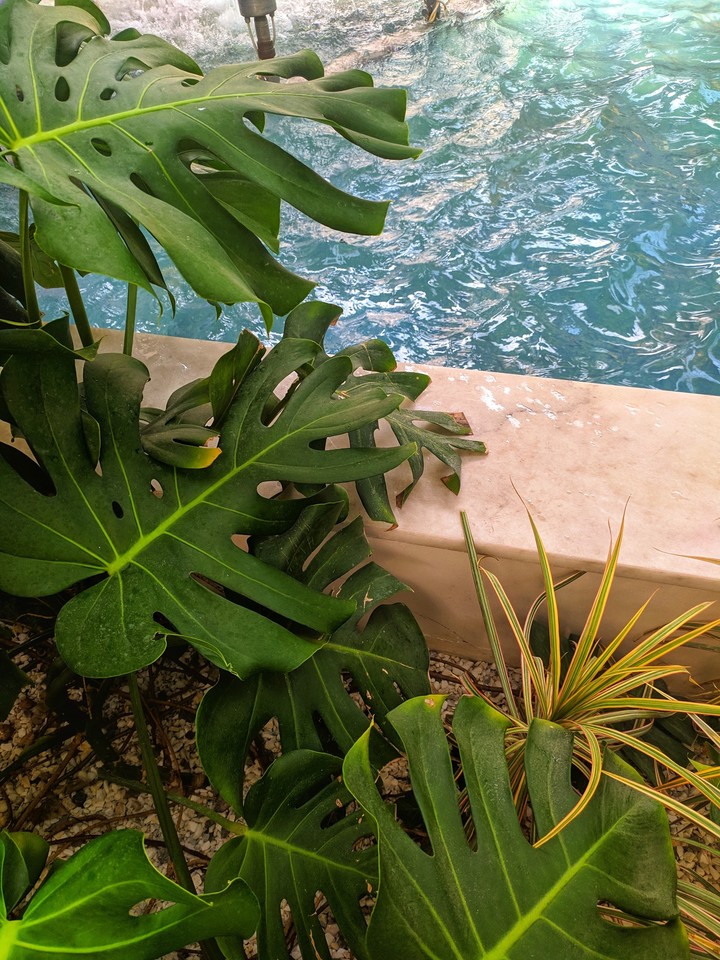 fountain