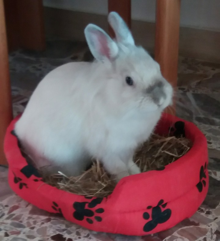 Come fossi un gatto