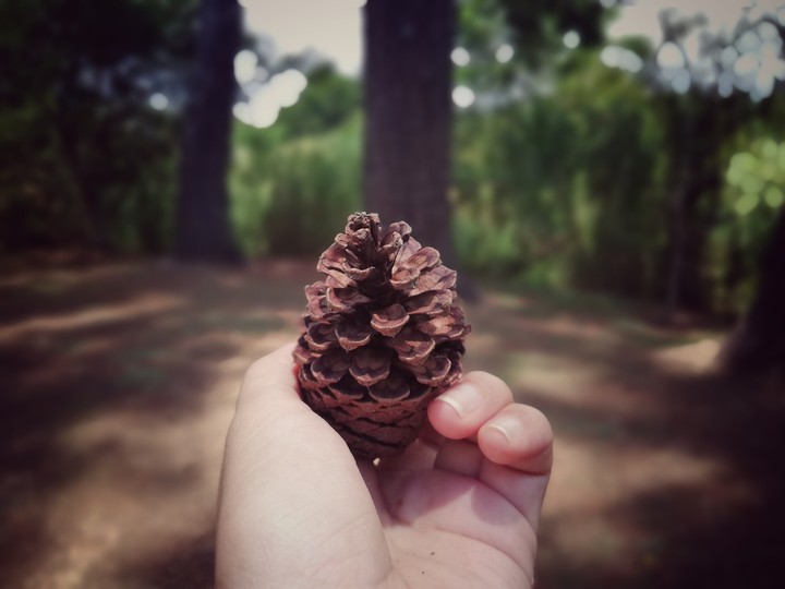 Bellota