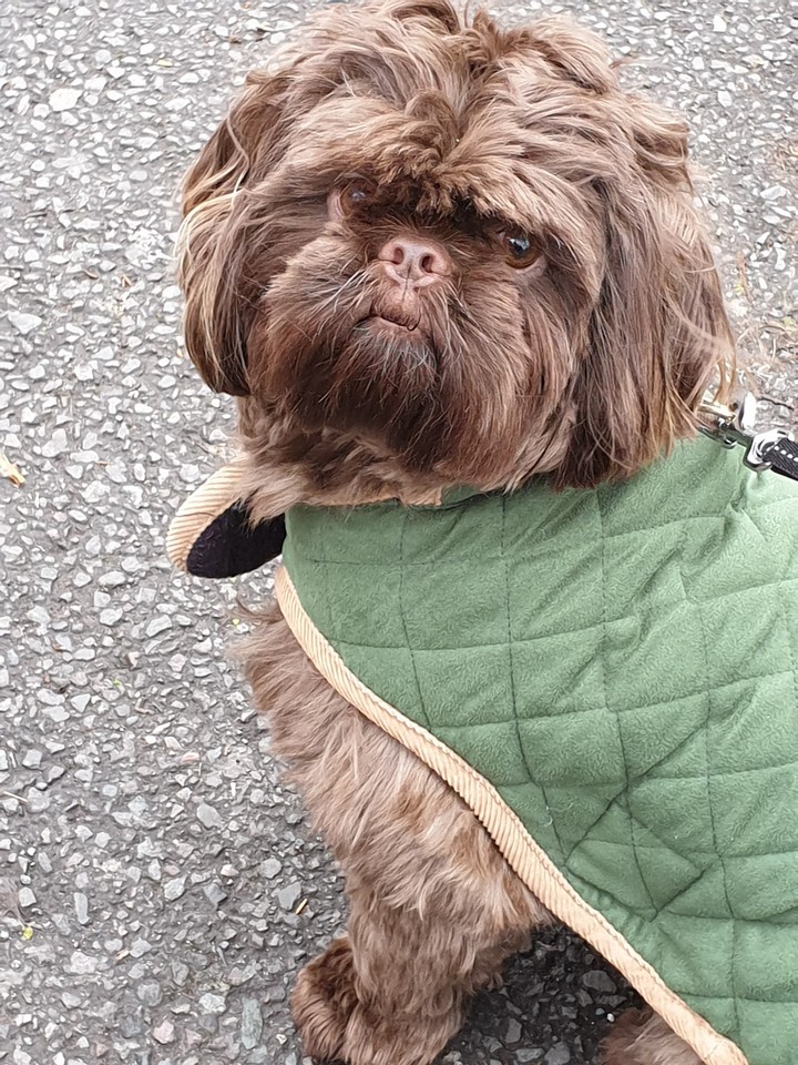 doggy walks!!!