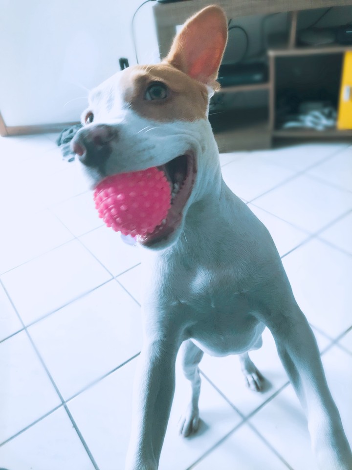 pipoca