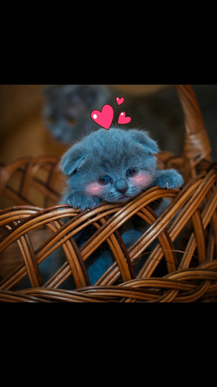 CAT❤❤❤❤