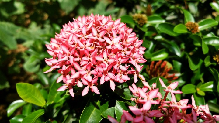 flower
