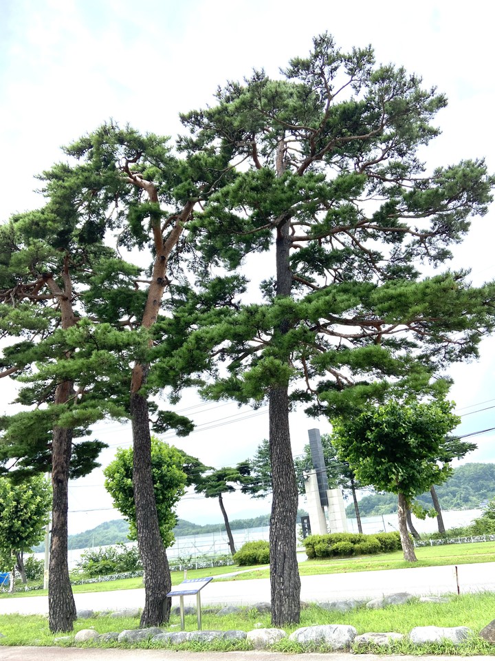 Pine trees