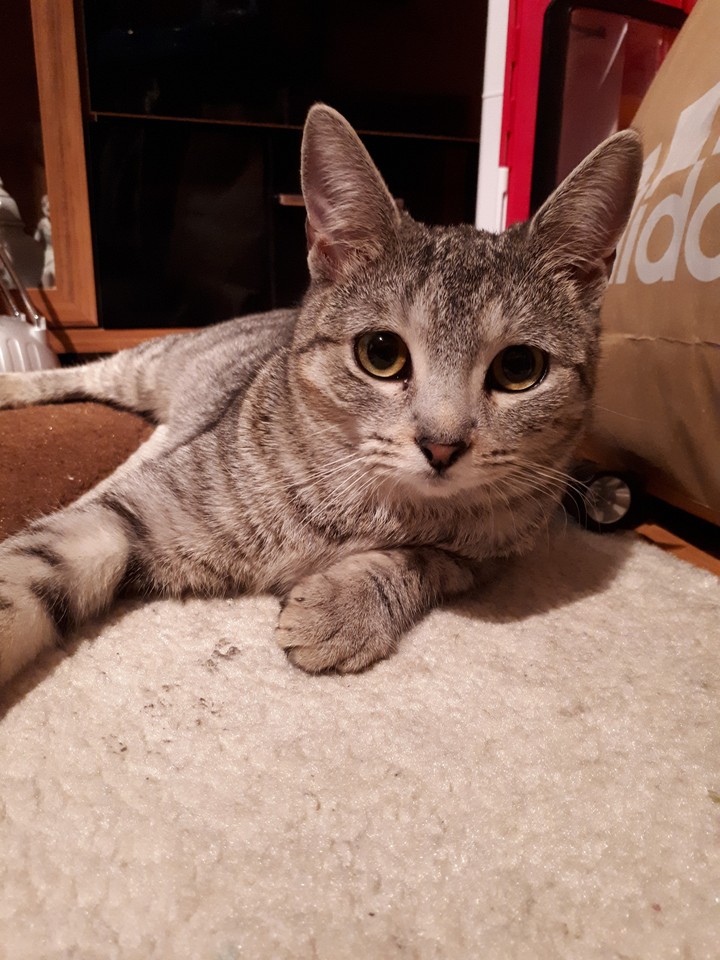 cat