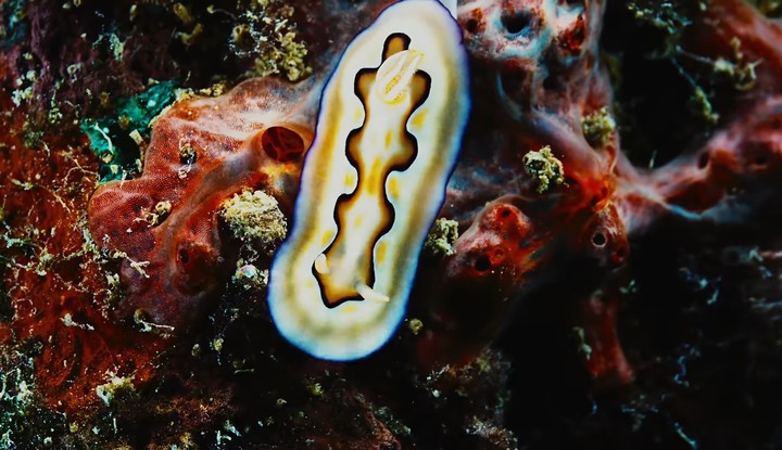 sea fish