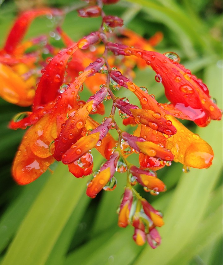 Monbretia in the Rain (no filter)